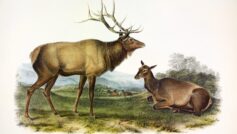 Обои American Elk, John James Audubon, 1845 на рабочий стол.