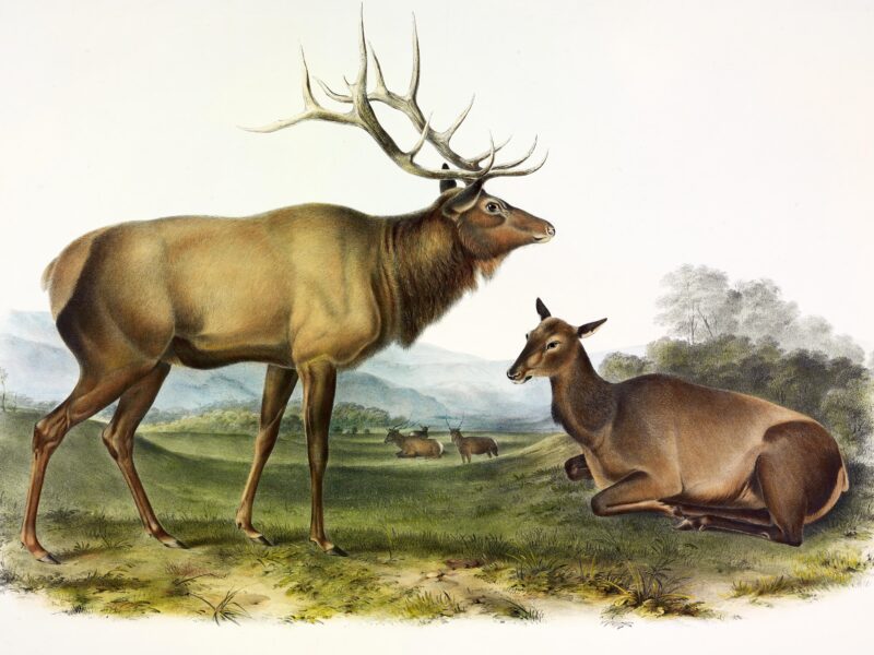 Обои American Elk, John James Audubon, 1845 на рабочий стол.