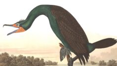 Обои Florida Cormorant, John James Audubon, Birds of America на рабочий стол.