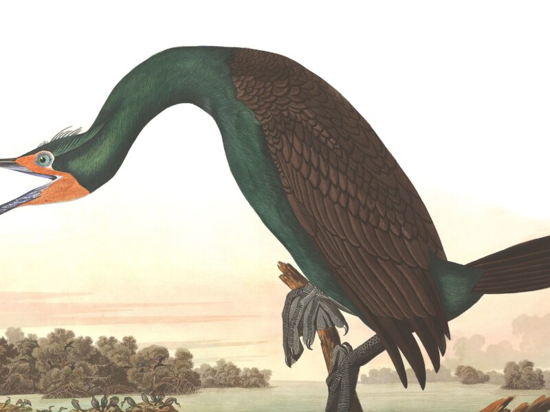 Обои Florida Cormorant, John James Audubon, Birds of America на рабочий стол.