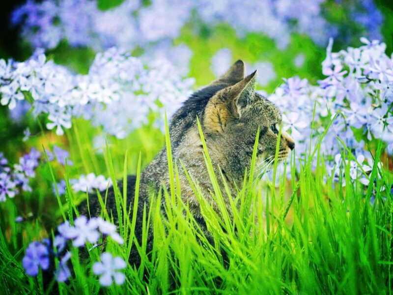 Цветы, Кошки, Животные, На открытом воздухе