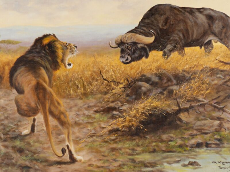 Обои George Majewicz, German, Buffalo and lion in the savannah на рабочий стол.