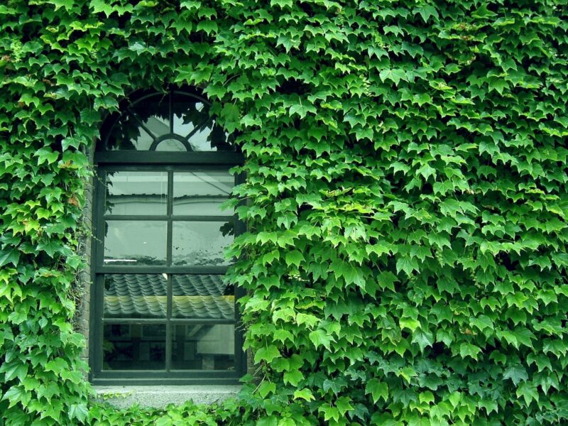 Обои green, Wall, pattern, window, glass