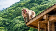 Обои Japanese macaque, Iwatayama Monkey Park, Kyoto, Japan на рабочий стол.