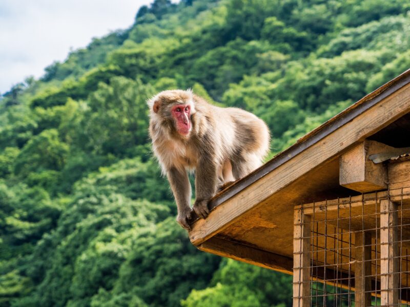 Обои Japanese macaque, Iwatayama Monkey Park, Kyoto, Japan на рабочий стол.