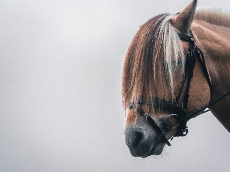 Обои Animals, Norway, Norwegian Fjord Horse на рабочий стол.