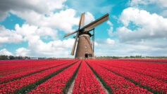 Обои tulip field, Holland, windmill на рабочий стол.