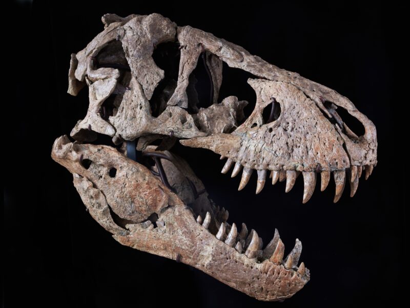 Обои Tyrannosaurus Rex, Skull, Maastrichtian, Late Cretaceous на рабочий стол.